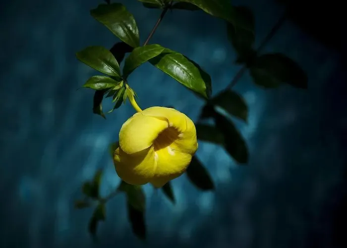 Rambutan -